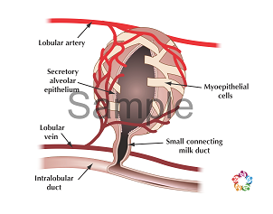 Alveoli Sample